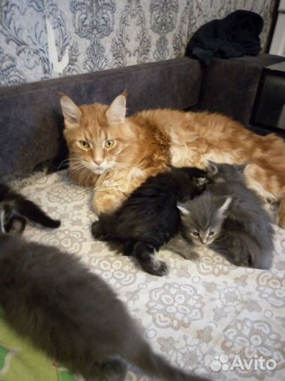 Котята мейн-кун