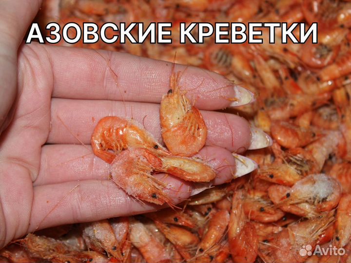 Креветки в азовском море. Азовская креветка. Усики креветки. Креветки Азовского моря. Азовская креветка фото.