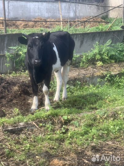 Коровы нетели