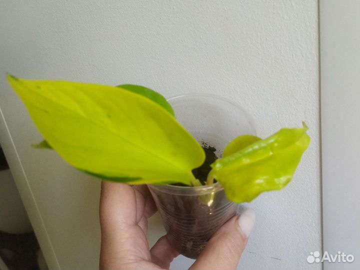 Сциндапсус золотистый+неон+энджой