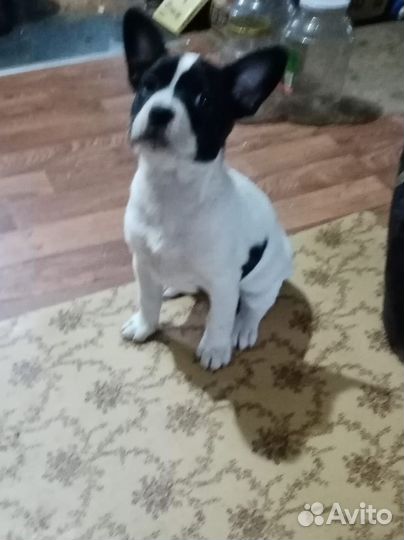 Отдам щенка в добрые руки