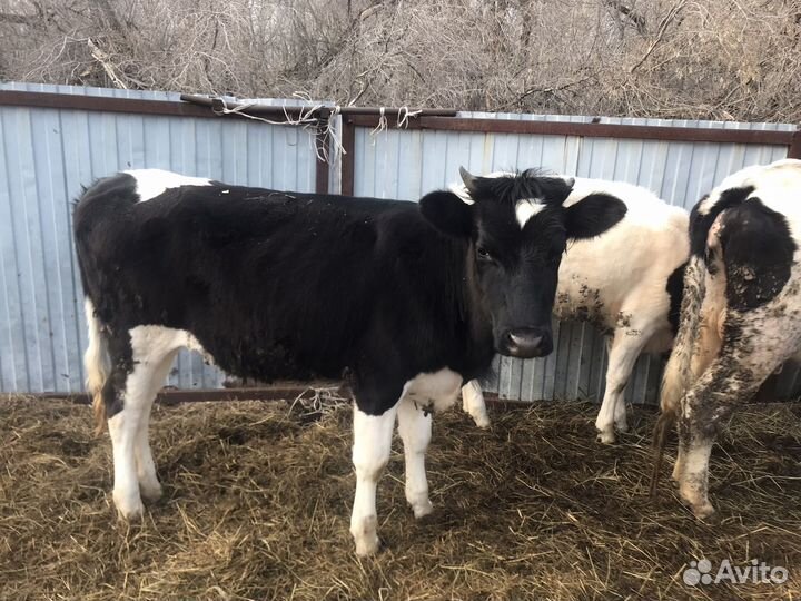 Корова и телки