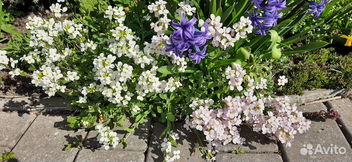 Садовые цветы: обриета, арабис, ясколка