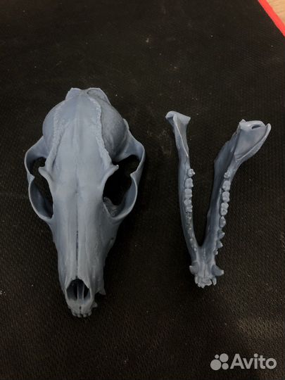 Модель черепа лисы