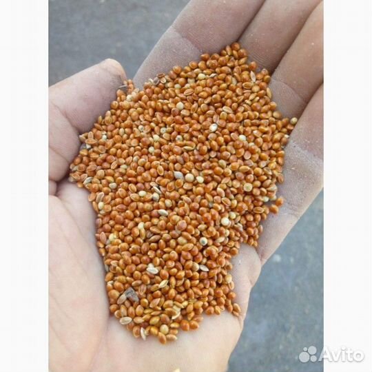 Комбикорм, пшеница, ячмень, овес, кукуруза, горох