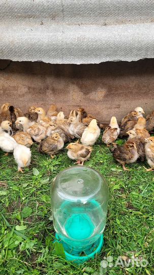 Цыплята