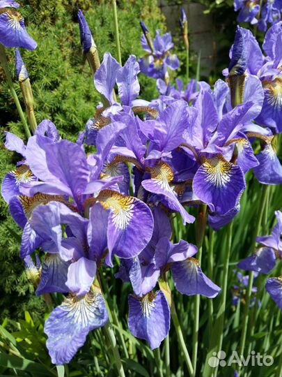 Ирисы бородатые, сибирские, карликовые
