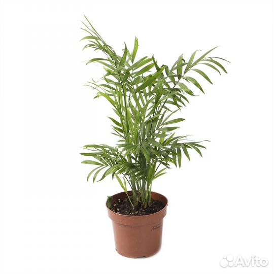 Высокие растения