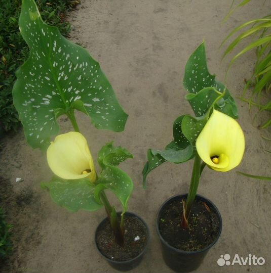 Зантедеския каллы