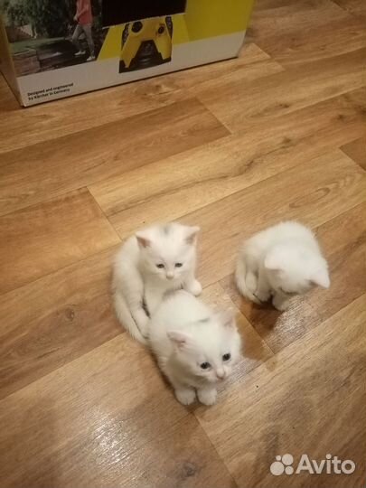 Сибирские котята