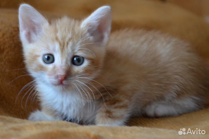 Рыжий-рыжий-полосатый: домашние котята