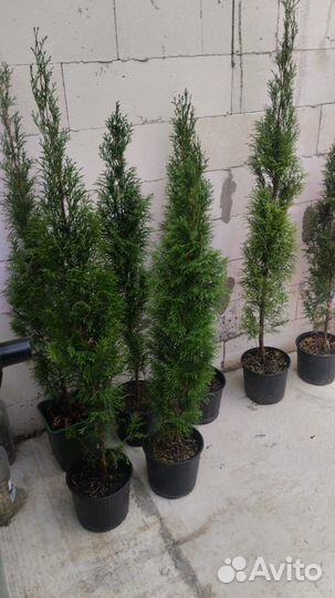 Туя Смарагд