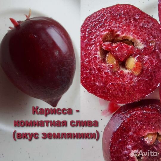 Кариса, Мирт, апельсин с плодами
