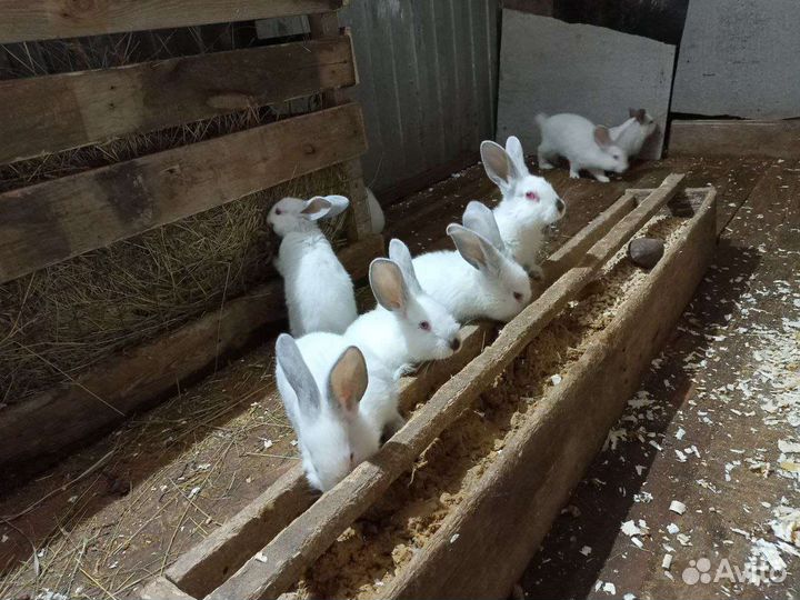 Кролики калифорнийские