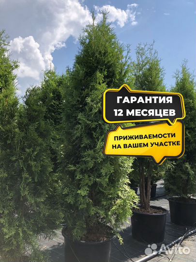 Туи с доставкой