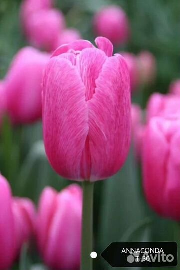 Луковицы тюльпанов