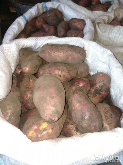 Продам картофель