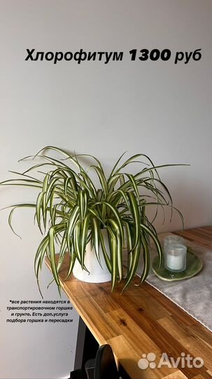 Комнатные растения: стерилиция, эпифилум