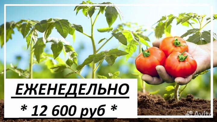 Рабочий в теплицы (сбор помидор) Еженедельно з/п