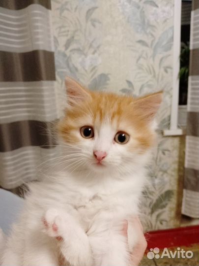 Отдам в добрые руки кошечку