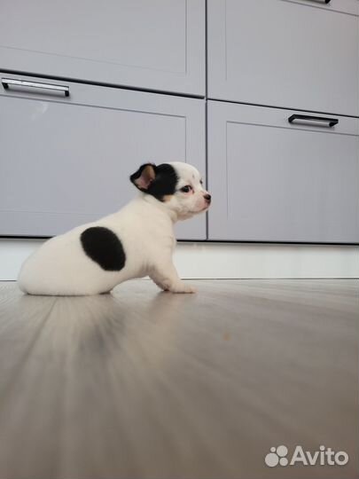 Щенки чихуахуа