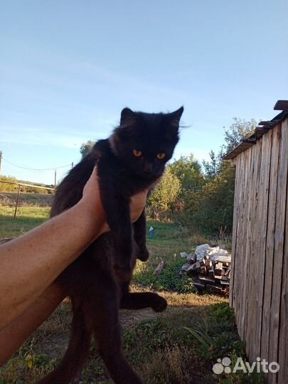 Котята