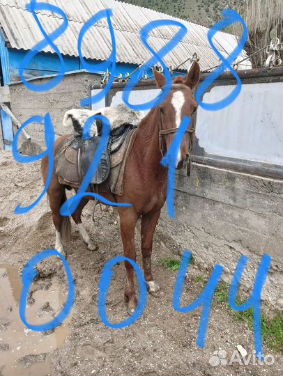 Лошадь жеребец