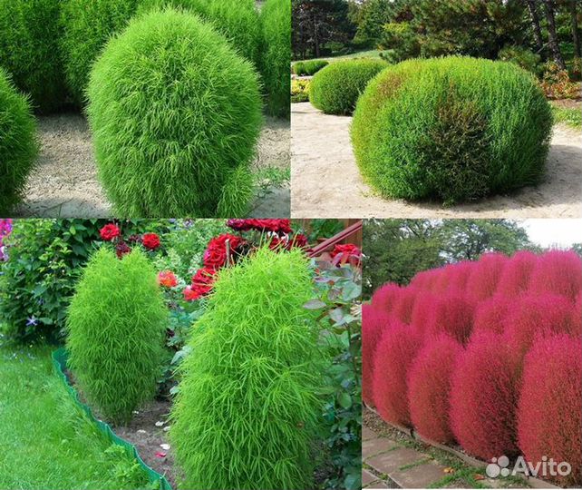 Семена цветов