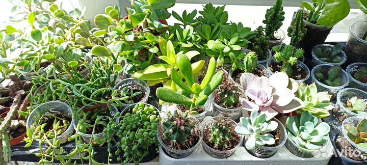 Суккуленты эхеверия, крассула, седум, хавортии