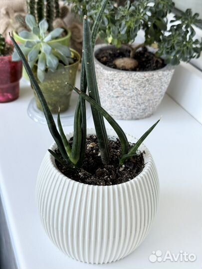 Суккуленты красивые