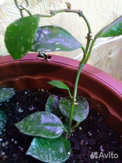 Хойи, дисхидия, эсхинантусы