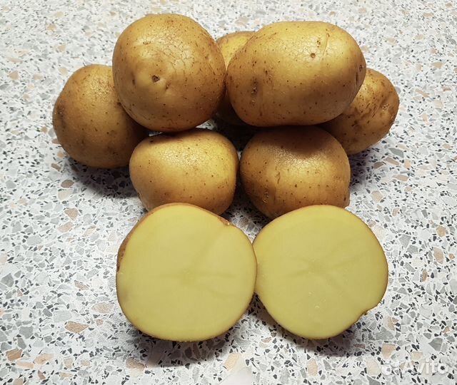 Семенной картофель