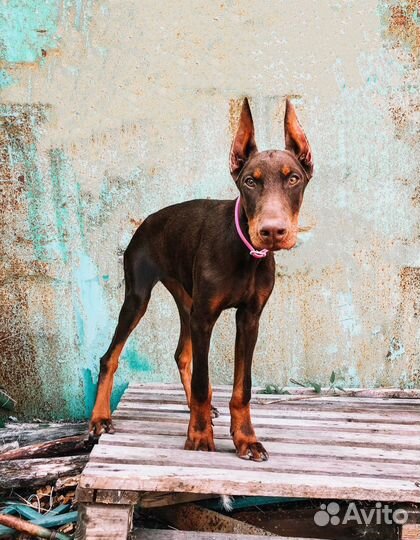 Девочка доберман щенок