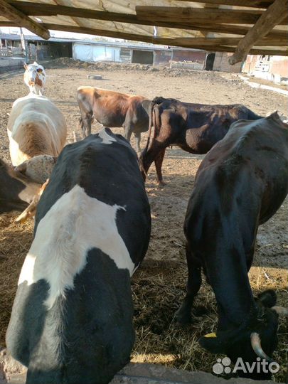 Овцы бараны ягнята