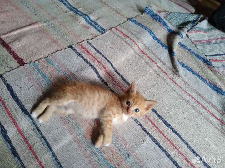 Котики в добрые руки