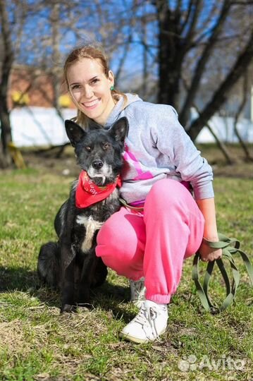 Собака из приюта ждет семью