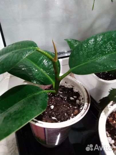 Фикус каучуконосный