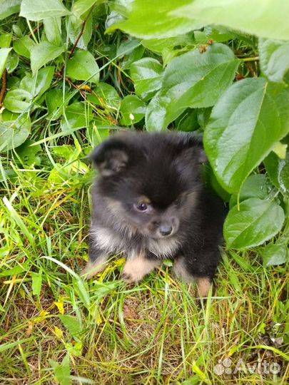 Щенки шпица