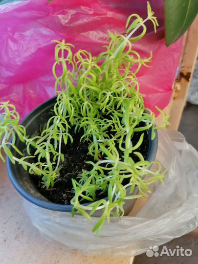 Укорененые черенки хойй, бегония