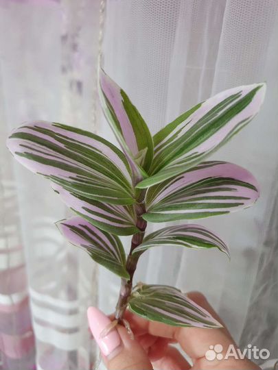 Традесканция разные сорта