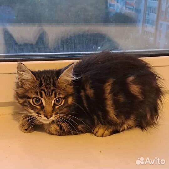 Котенок мальчик 3 месяца