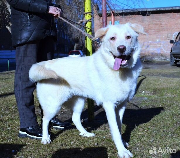 Отдам помесную лабрадориху красавицу