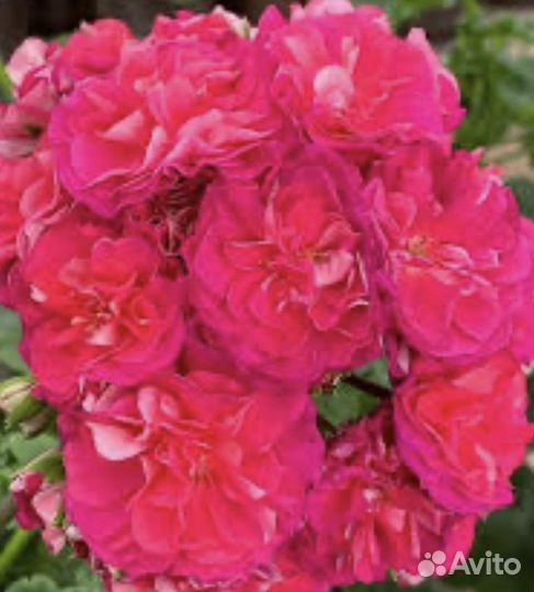 Пеларгония