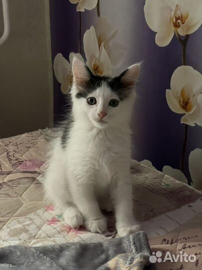 Мейн-кун
