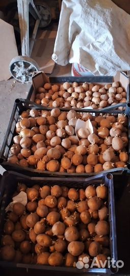 Картофель семенной Санте Гала Королева Анна