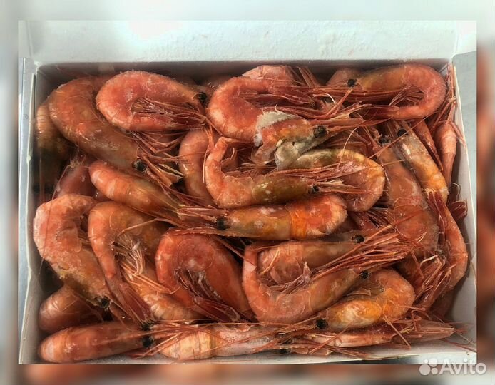 Креветка Северная
