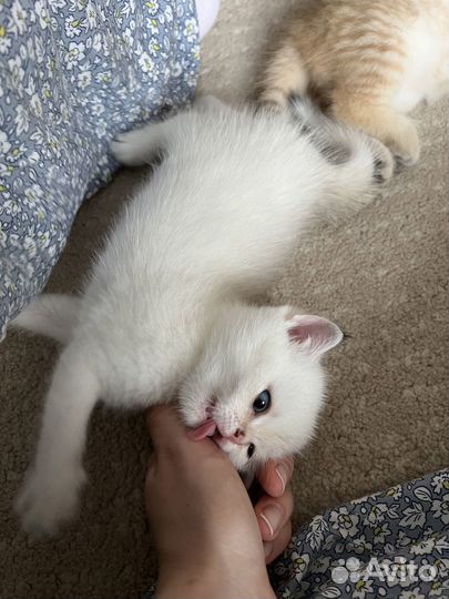 Британская серебристая шиншилла котенок