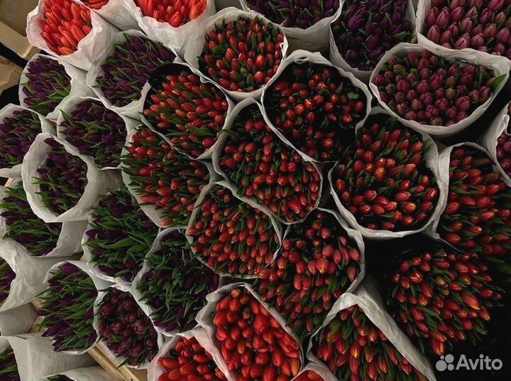 Тюльпаны оптом под заказ