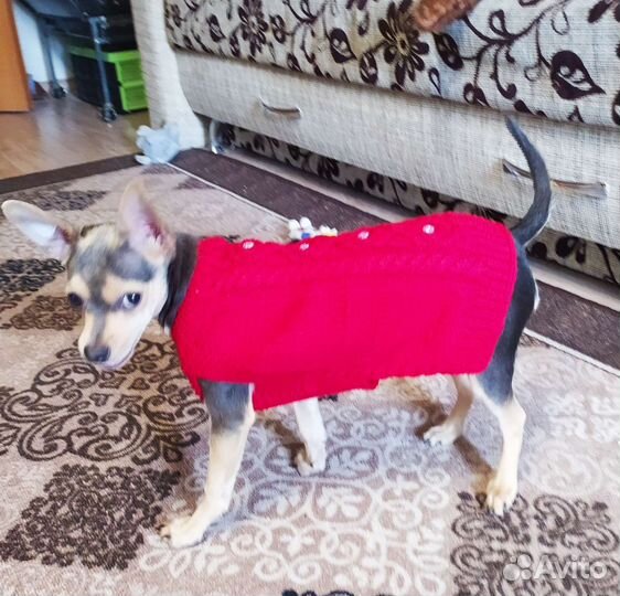 Вязаные жилеты, свитерочки для собак