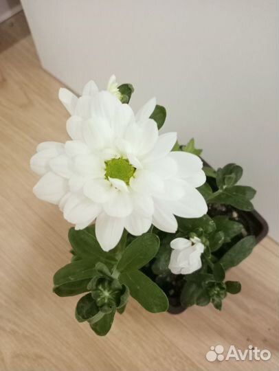 Хризантема белая